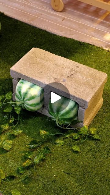 an outdoor area with green grass and fake watermelons on the ground, next to a bench