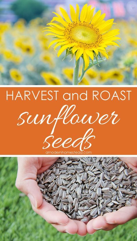 hands holding sunflower seeds with the words harvest and roast sunflower seeds