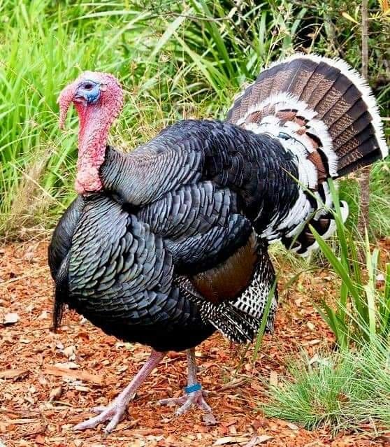 a close up of a turkey on the ground