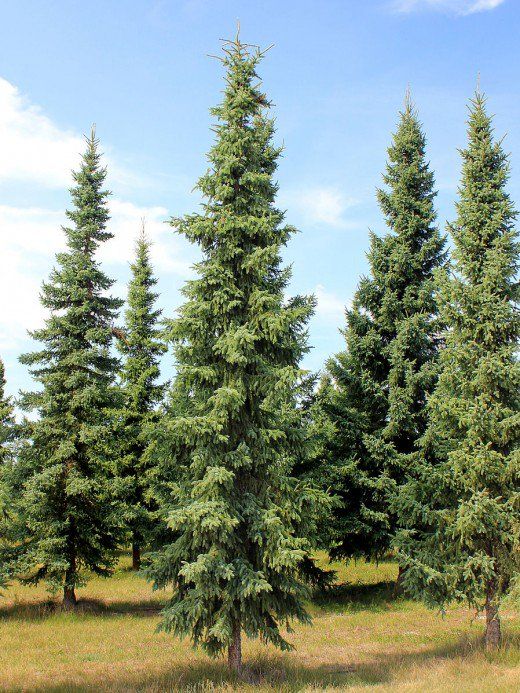 several tall trees in the middle of a field