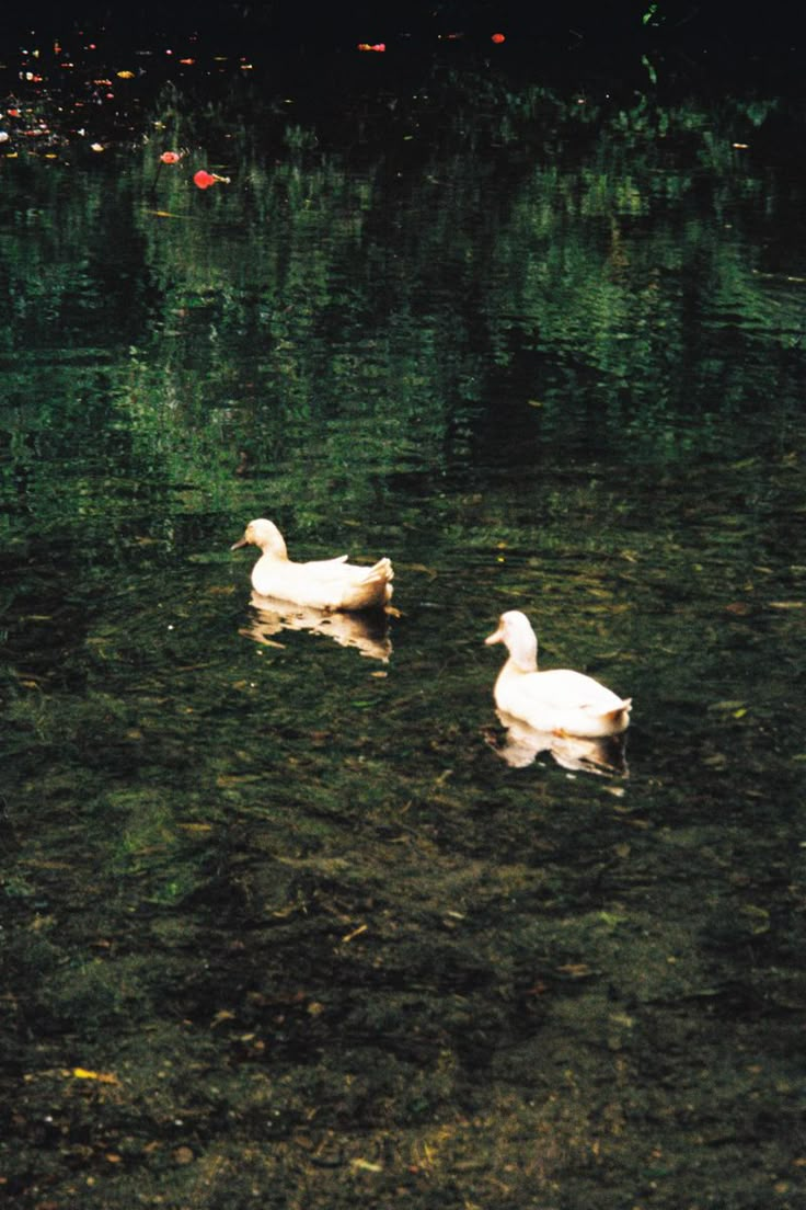 two ducks are swimming in the water