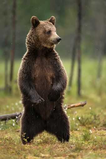 a large brown bear standing on its hind legs