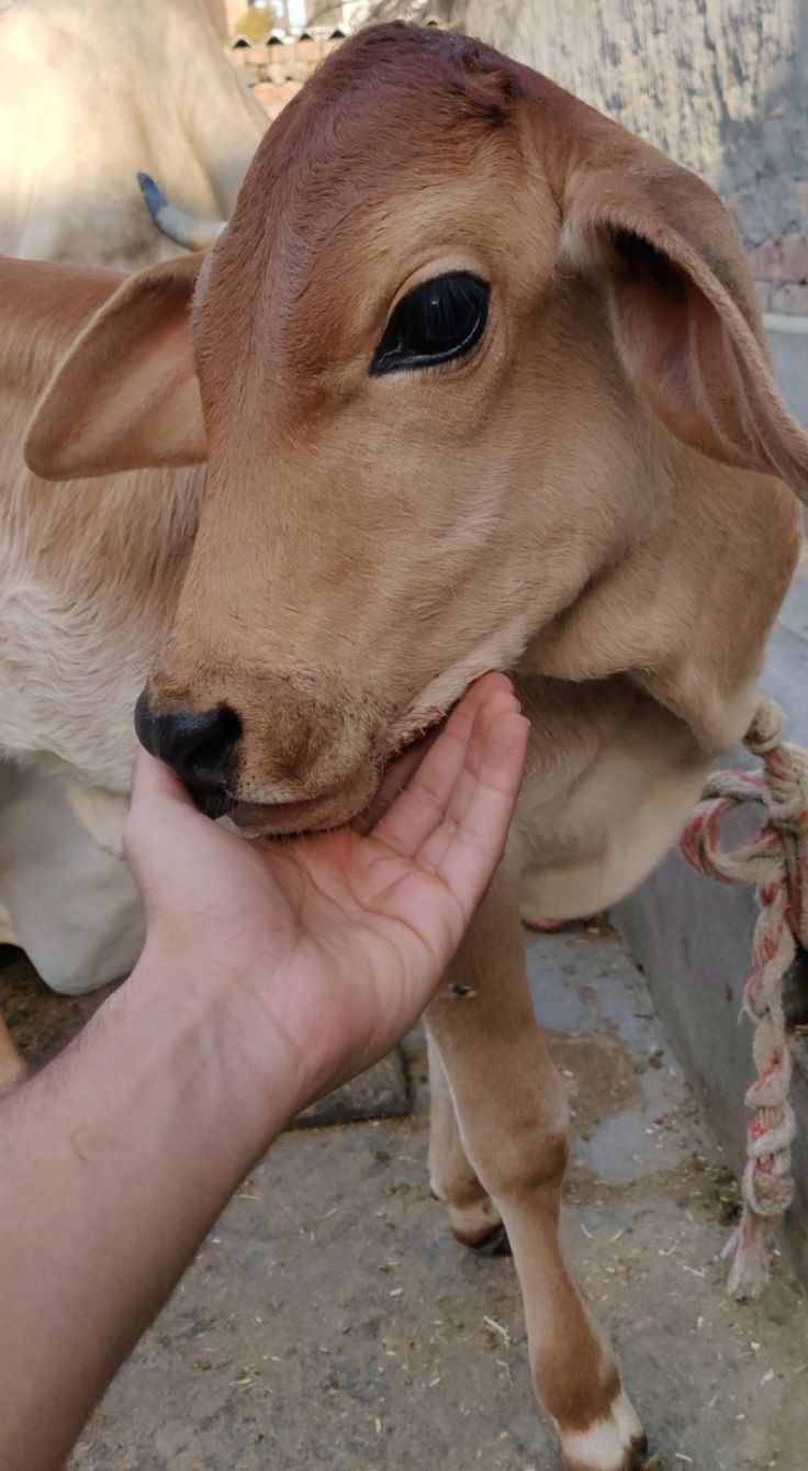 a baby cow being fed by someone's hand