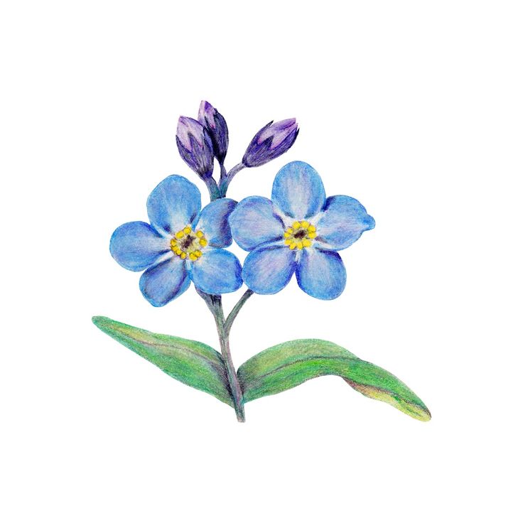 colored pencil drawing of a blue forget-me-not flower Flower Drawings With Color, Drawings With Color, Forget Me Not Flower Tattoo, Blue Flower Tattoos, Forget Me Not Tattoo, Forget Me Nots Flowers, Easy Flower Drawings, Blue Drawings, Forget Me Not Flowers