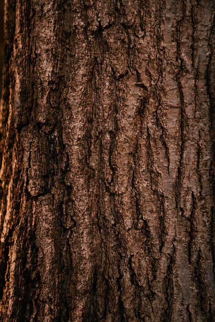 the bark of an old tree is brown