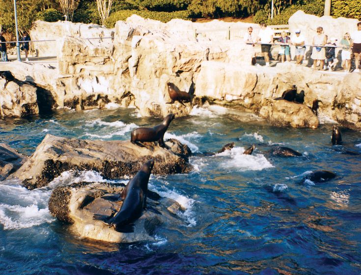 sea lions are swimming in the water near rocks