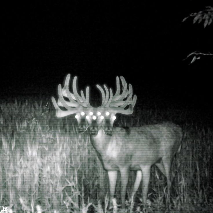 a deer standing in the middle of a field at night