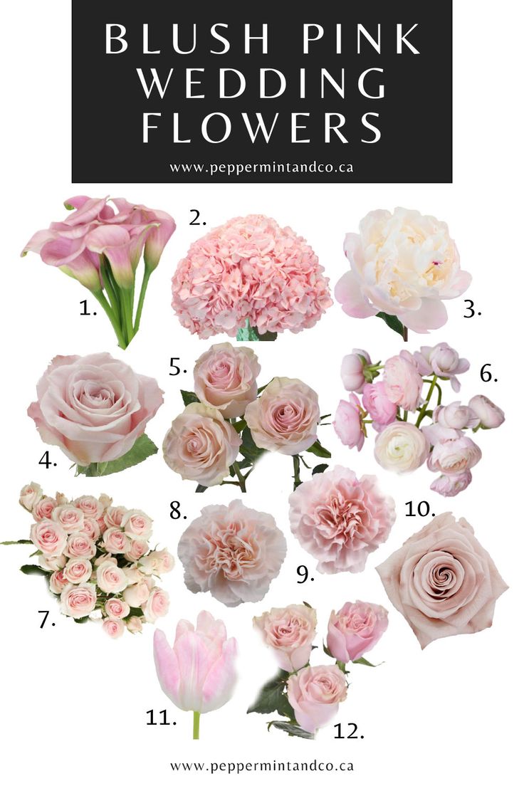 pink flowers with the words blush pink wedding flowers on it and below them is an image of