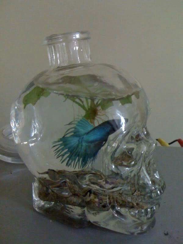 a glass skull with a blue fish in it