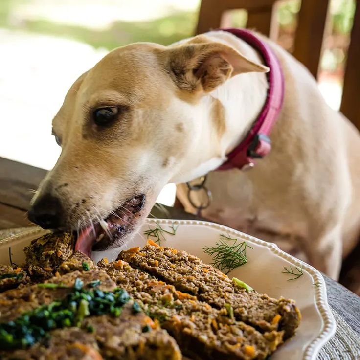 a dog eating food out of a white bowl