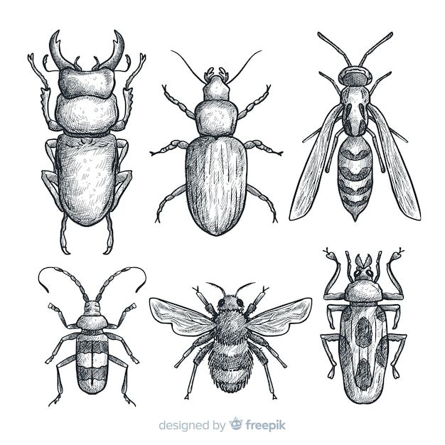 four different types of bugs in black and white, with one beetle on the left side