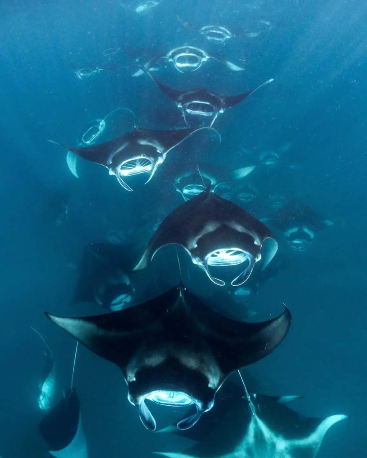 an underwater scene with several stingfishs swimming in the water