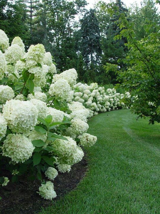 white hydrangeas line the side of a grassy path in front of some trees