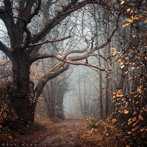 a path in the middle of a forest with lots of trees and leaves on it