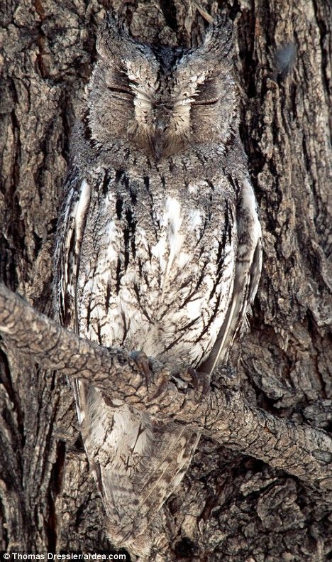 an owl is sitting on the branch of a tree