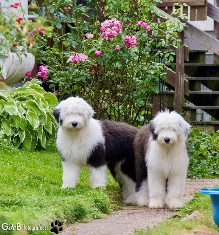 two shaggy dogs standing next to each other on the grass near flowers and stairs in front of a house