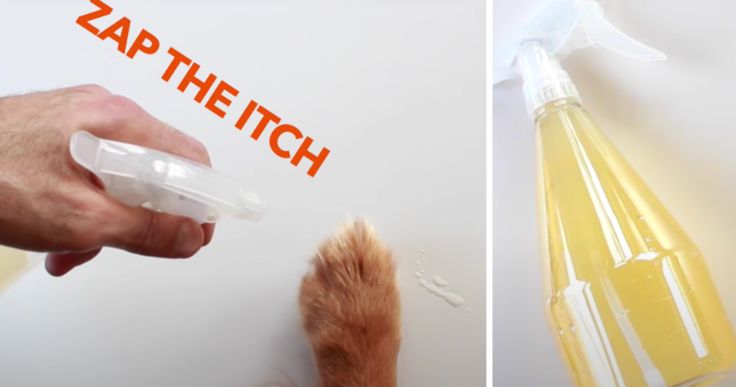 a cat's paw is being disinfected by a hand sanitizer