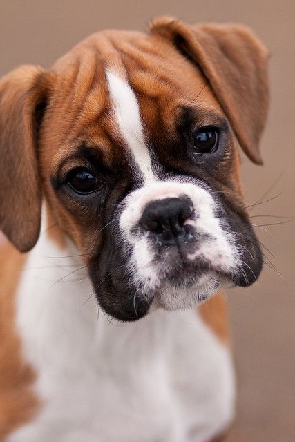 a small brown and white dog sitting on top of a floor