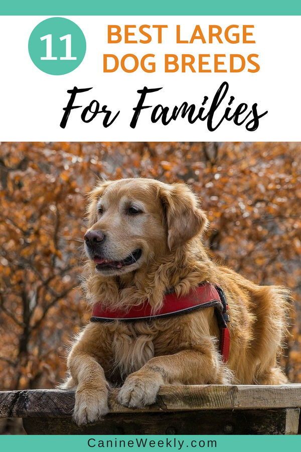 a dog sitting on top of a wooden bench with the words best large dog breeds for families