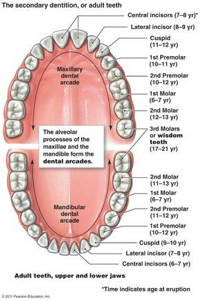 Dental Assistant Study Guide, Teeth Diagram, Dental Assistant Study, Teeth Anatomy, Dental Hygiene Student, Dental Hygiene School, Dentistry Student, Dental Anatomy, Human Teeth