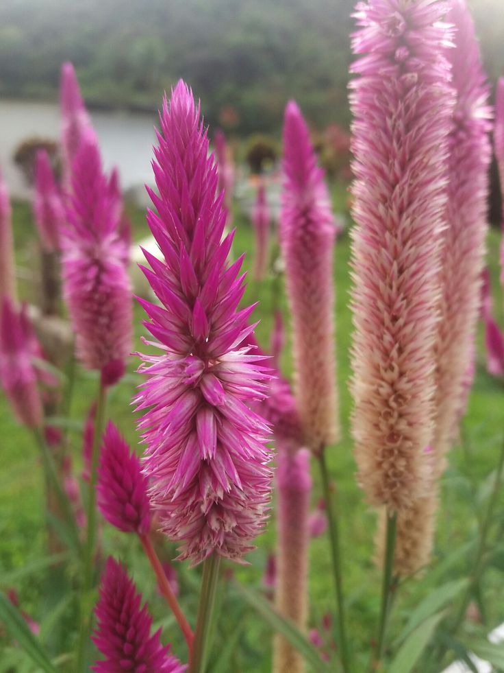 some pink flowers are in the grass near water