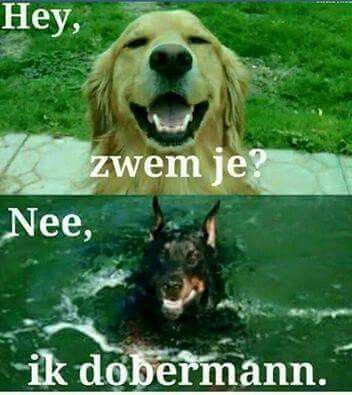 two dogs in the water with caption that reads hey, zweim je? ne, doberman mann