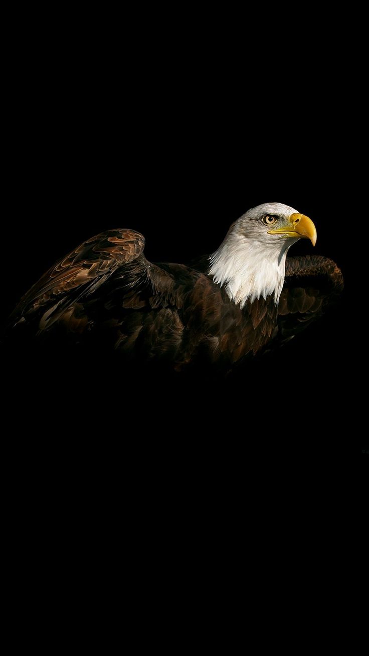 an eagle is sitting in the dark with its wings spread out and it's head turned to the side