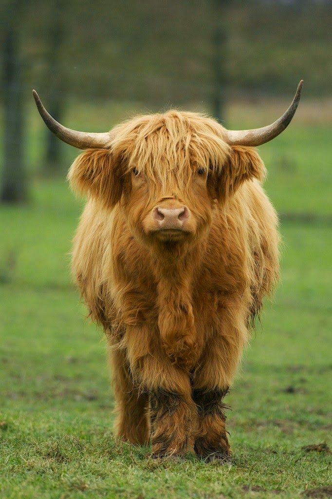 an animal that is standing in the grass with it's head turned to the side