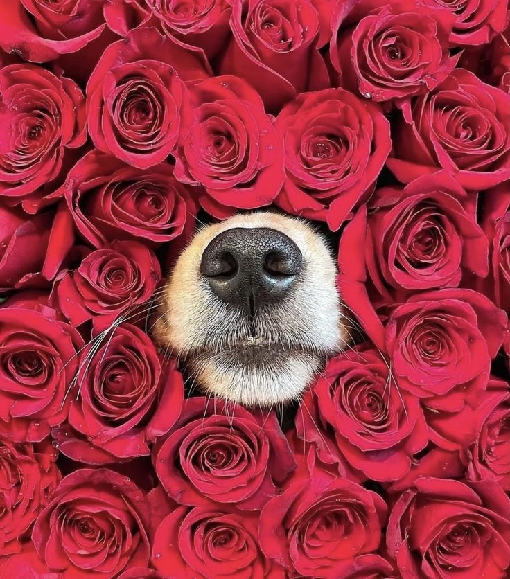 a dog's face peeking out from the middle of a bunch of red roses