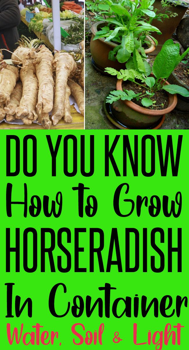 the words do you know how to grow horseradish in containers? with pictures of plants