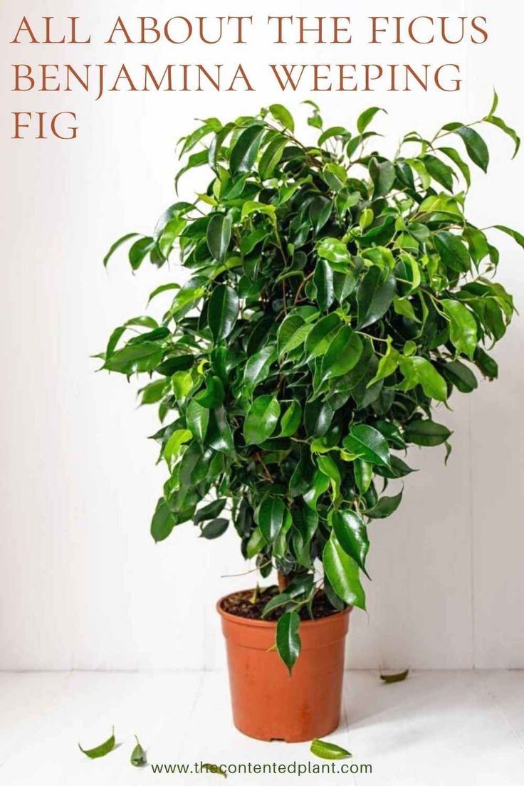 a potted plant with the words, all about the ficus benjamina weeping fig