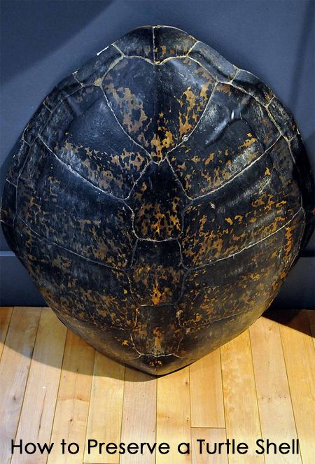 an old black ball sitting on top of a wooden floor with the words how to preserve a turtle shell