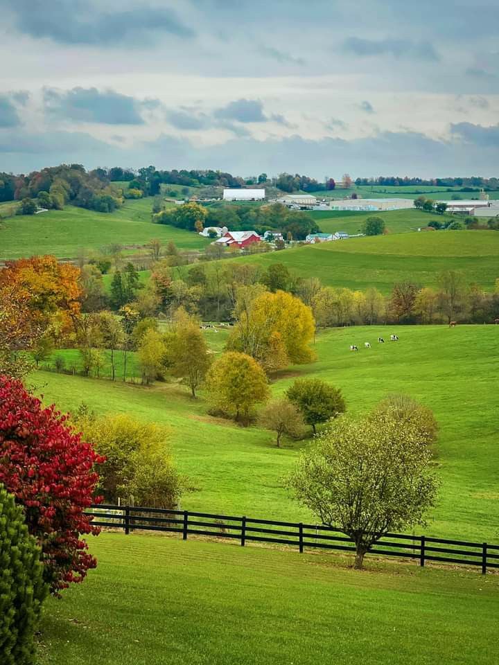 a lush green field filled with lots of trees and grass next to a wooden fence