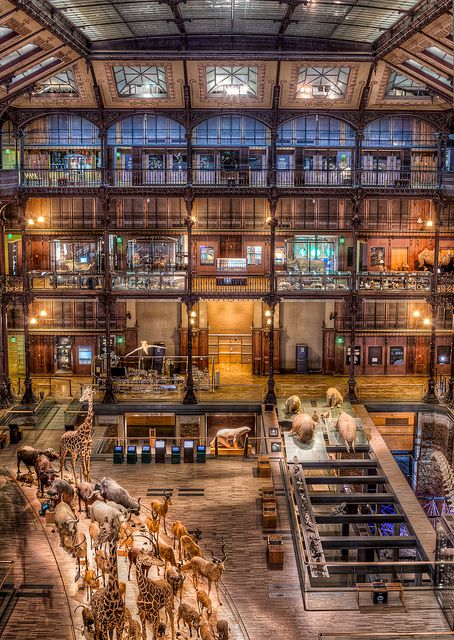 the inside of a large building with many animals on display in front of it's windows