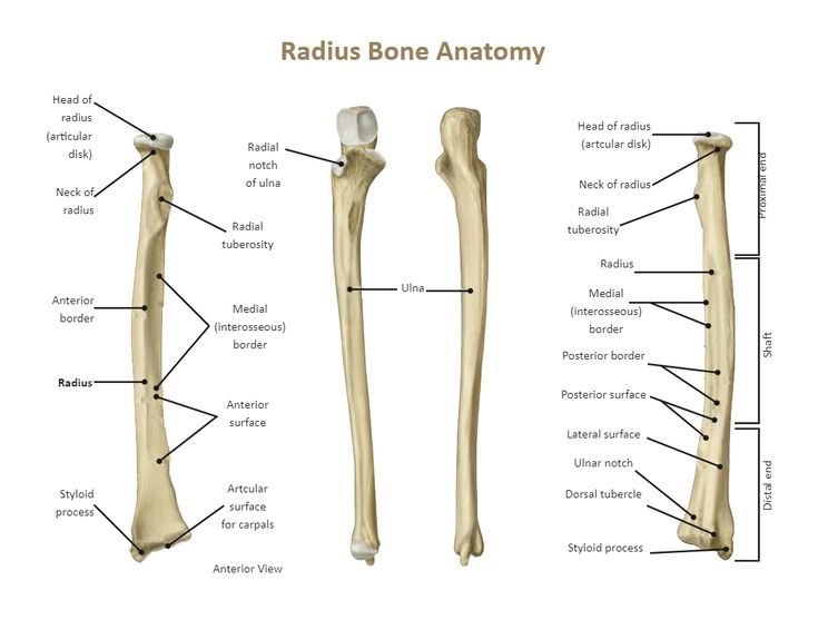 an image of the structure of a long bone and its major parts labeled in english