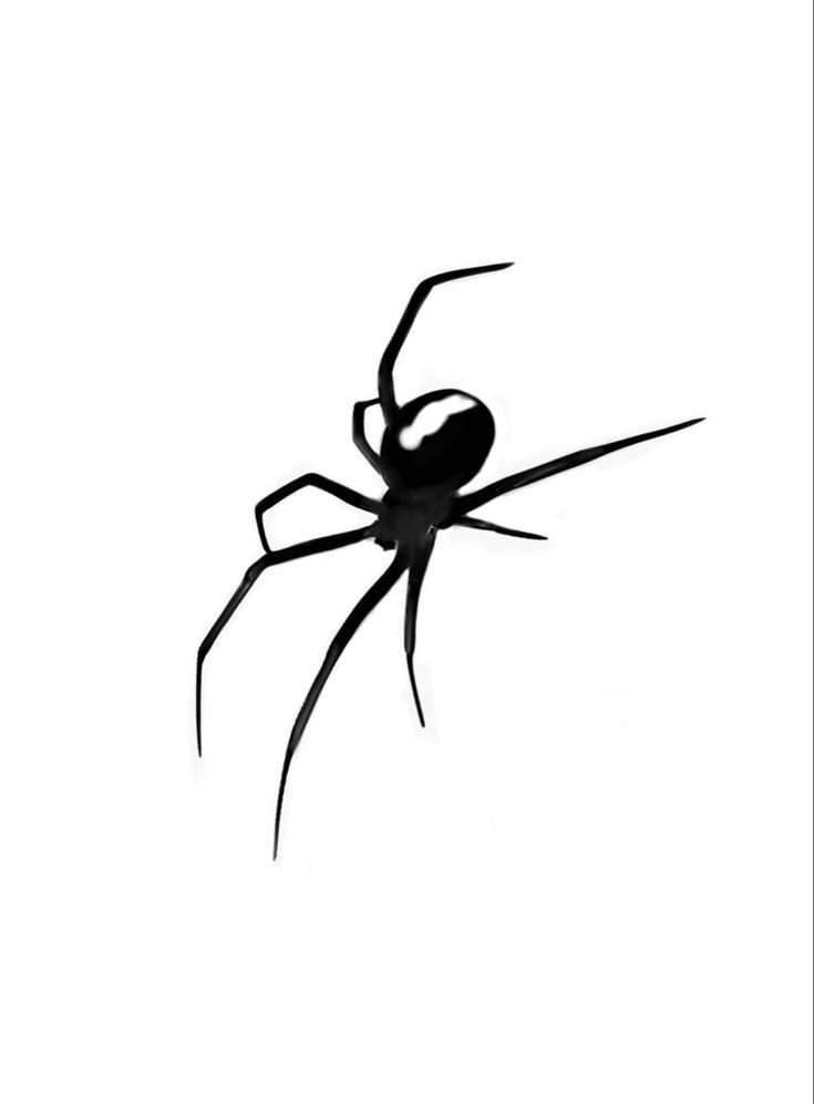 a black widow spider silhouetted against a white background