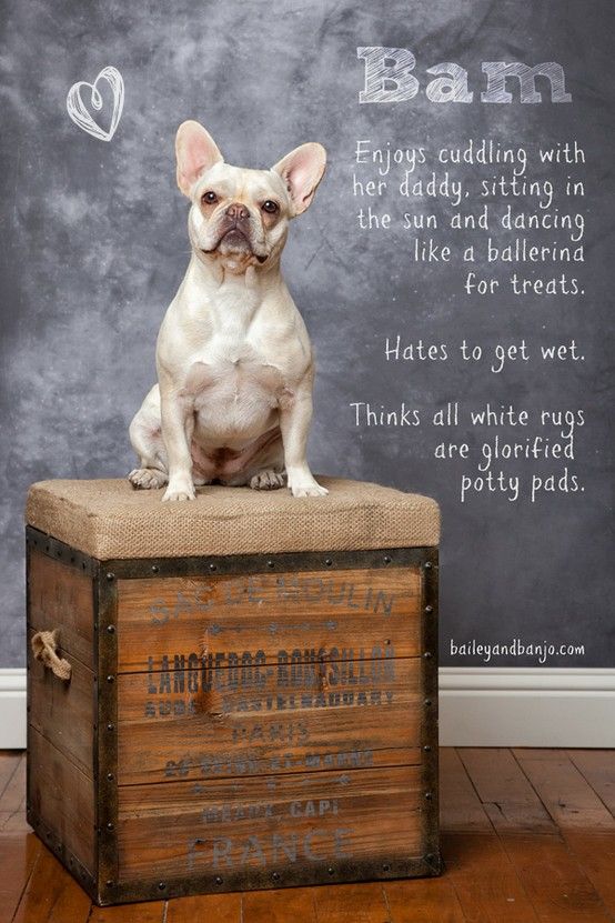 a small white dog sitting on top of a wooden box next to a chalkboard wall