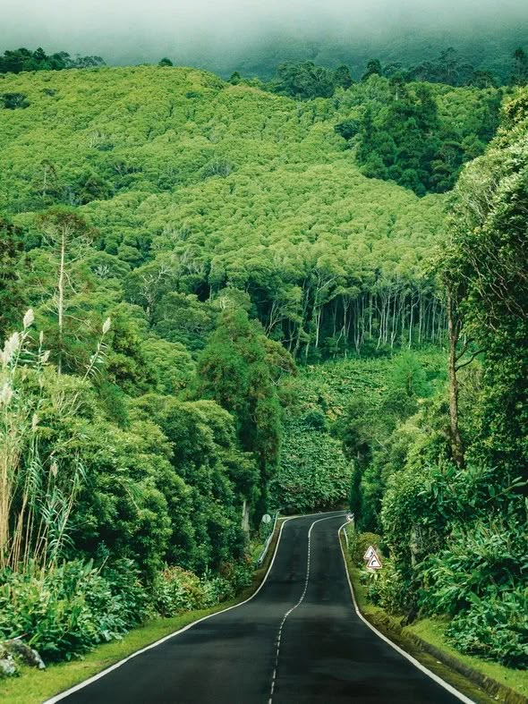 an empty road surrounded by lush green trees in the middle of a mountain range with clouds overhead