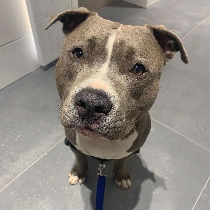 a brown and white dog sitting on top of a tile floor