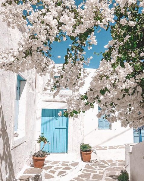 an alleyway with potted plants and white flowers on the outside, along with blue doors