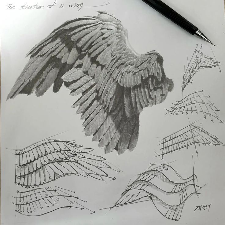 a pencil drawing of an eagle's wings