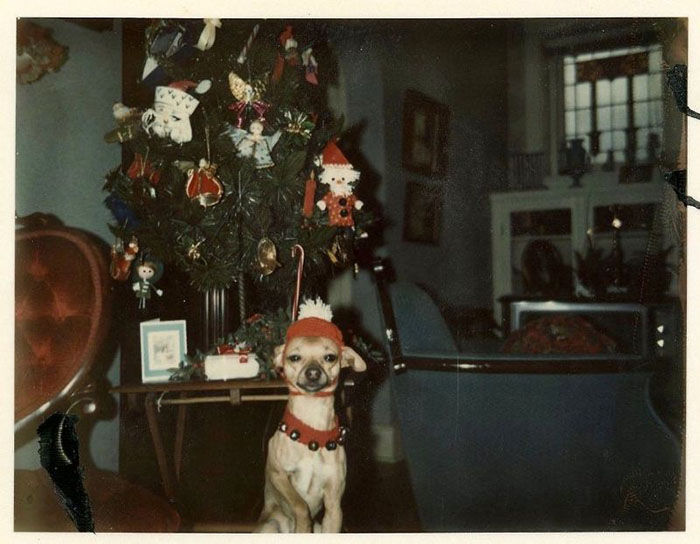 a dog wearing a santa hat standing in front of a christmas tree with ornaments on it