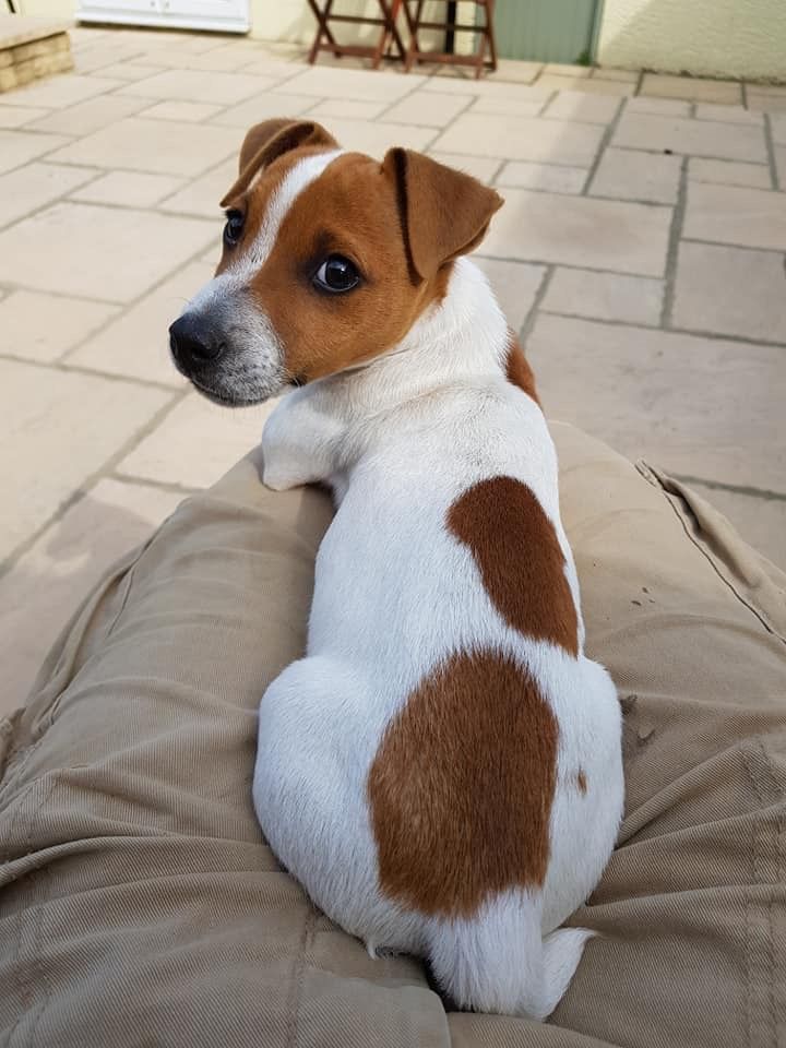 a brown and white dog laying on top of a pillow