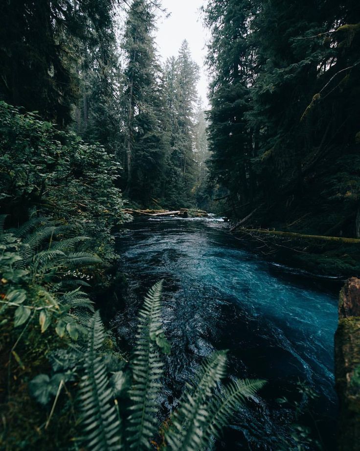 a river running through a lush forest filled with lots of green plants and tall trees