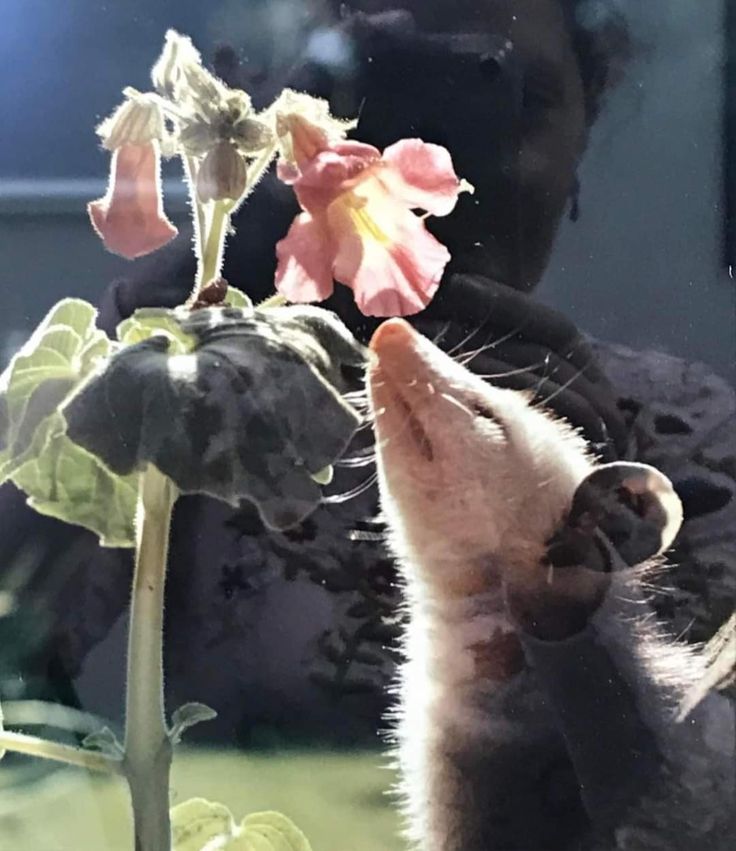 a small kitten smelling a flower with its paw in the air and looking at it's reflection