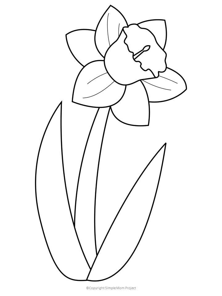 a daffodil flower is shown in black and white on a white background