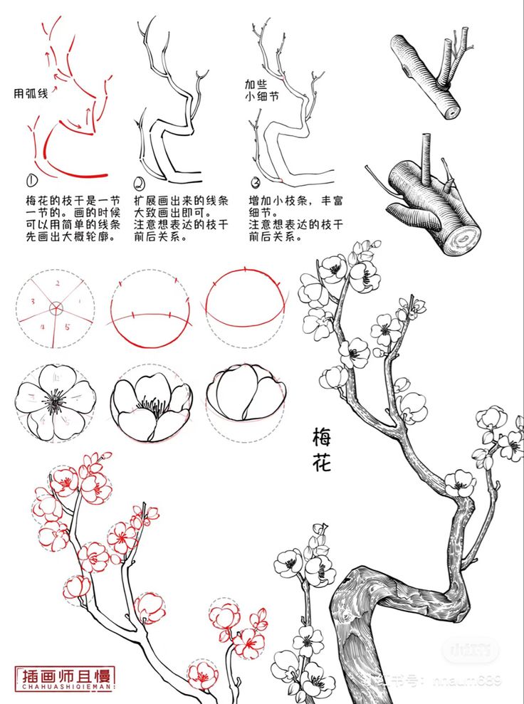 How To Draw A Bonsai Tree, Drawing Trees Tutorial, Chinese Pencil Drawing, Flower Drawing Guide, Japanese Drawing Tutorial, Chinese Sketch Drawing, Tree Tutorial Drawing, How To Draw Bamboo, Plant Drawing Tutorial