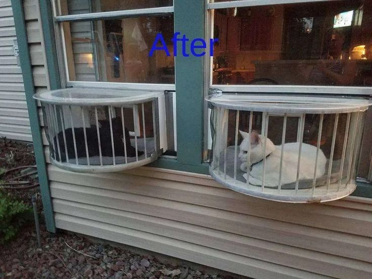 two cats are sitting in their cages on the outside of a house, and one is looking out the window