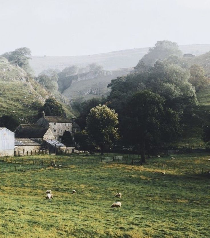 sheep graze in a field near a farm house and trees on a hill side