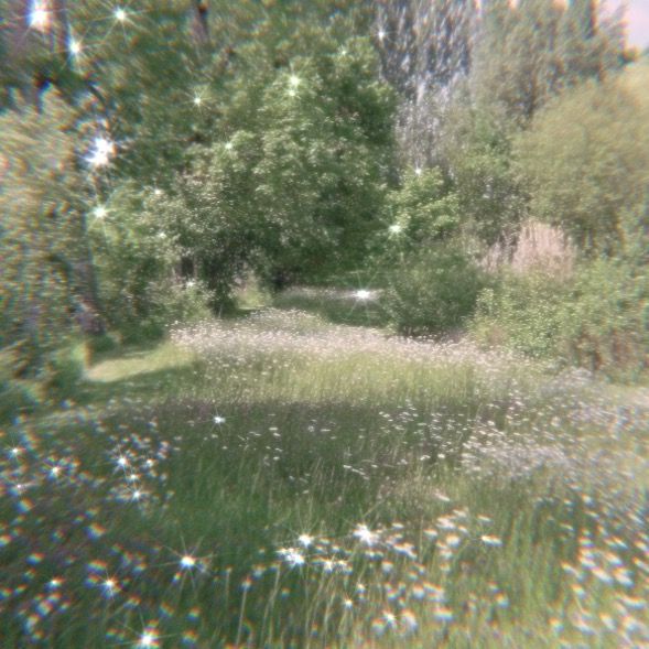 an image of a field with trees and flowers in the foreground, blurry